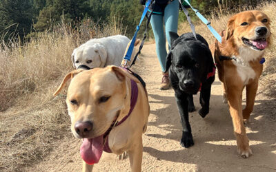 Colorado dog hiking service unleashes franchising expansion plan