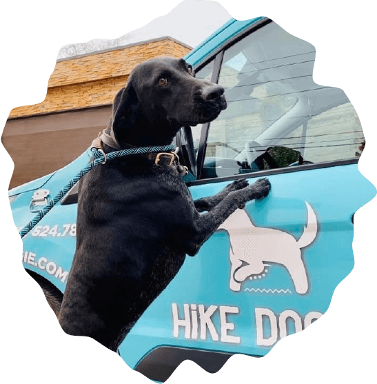 Hike Doggie Recurring Revenue