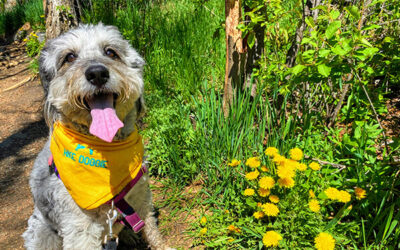 Why Dog Hiking is the Next Big Thing in Pet Care