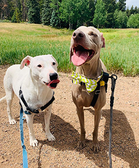 The Booming Pet Franchise Market